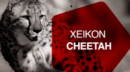 Cheetah